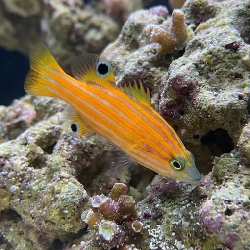 Swalesi Basslet - Image 3