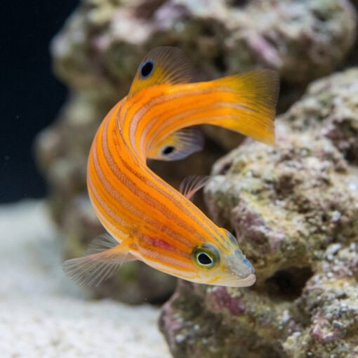 Swalesi Basslet - Image 4