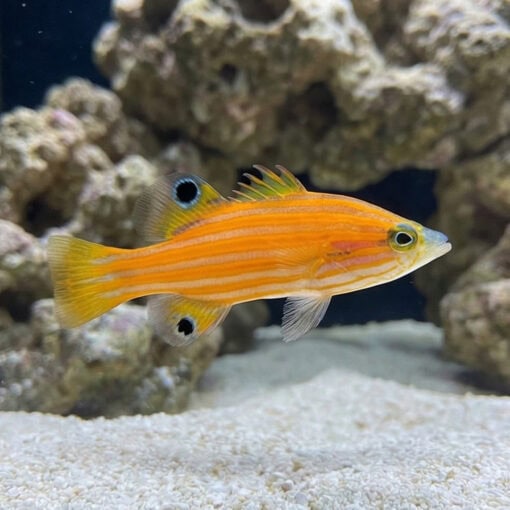 Swalesi Basslet - Image 5