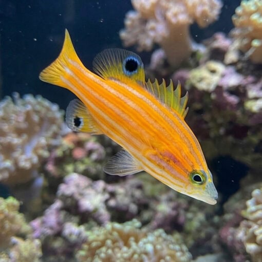 Swalesi Basslet