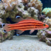 Swissguard Basslet