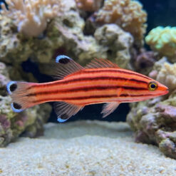 Swissguard Basslet