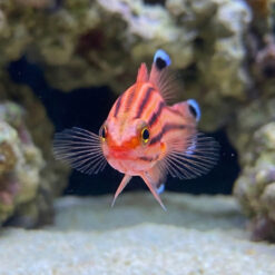 Alternative view of Swissguard Basslet
