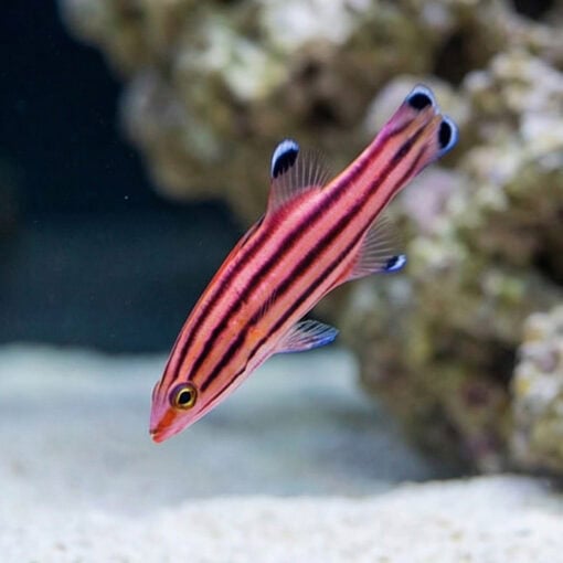 Swissguard Basslet - Image 3