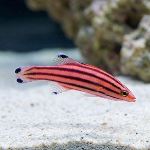 Swissguard Basslet - Image 4
