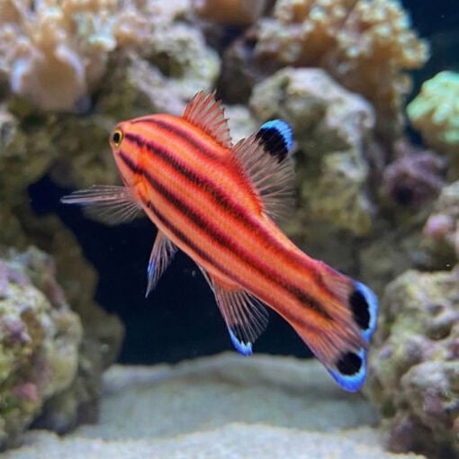 Swissguard Basslet - Image 5