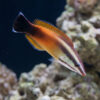 Tahitian Cleaner Wrasse