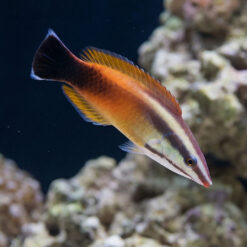 Tahitian Cleaner Wrasse