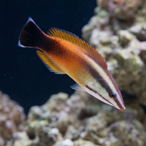 Tahitian Cleaner Wrasse