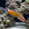 Tailspot Blenny