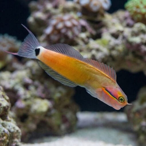 Tailspot Blenny