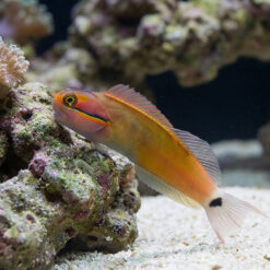 Alternative view of Tailspot Blenny
