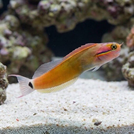 Tailspot Blenny - Image 3