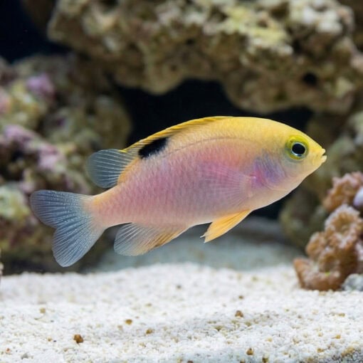 Talbot's Damsel