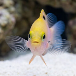 Alternative view of Talbot's Damsel