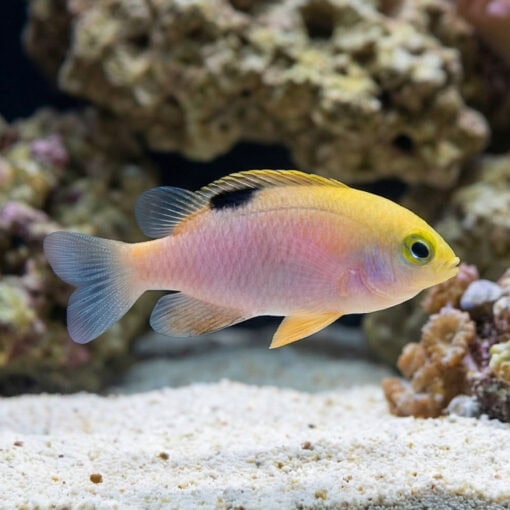 Talbot's Damsel - Image 3