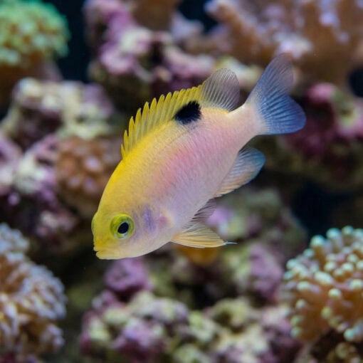 Talbot's Damsel - Image 4