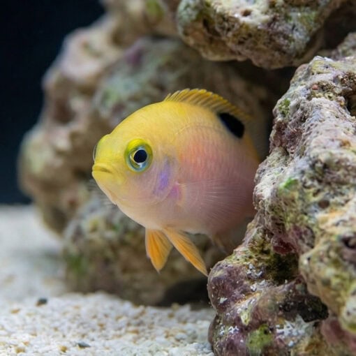 Talbot's Damsel - Image 5