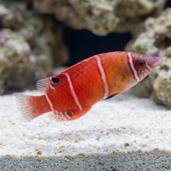 Alternative view of Red Pygmy Possum Wrasse