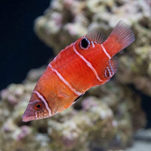 Red Pygmy Possum Wrasse - Image 3