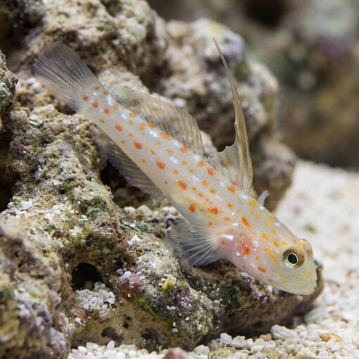 Tangaroa Shrimpgoby