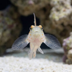Alternative view of Tangaroa Shrimpgoby