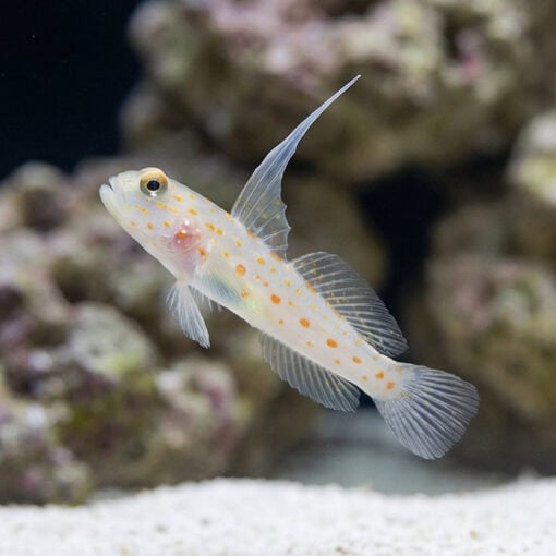 Tangaroa Shrimpgoby - Image 3