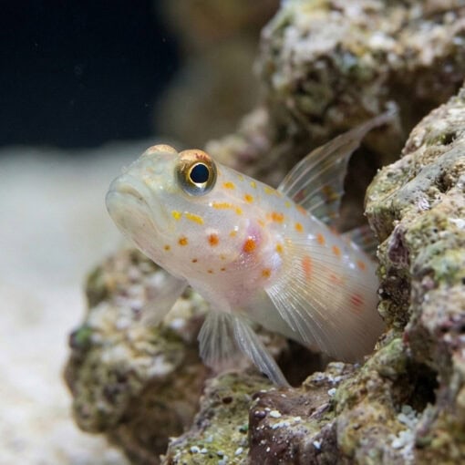 Tangaroa Shrimpgoby - Image 4