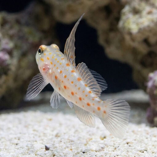 Tangaroa Shrimpgoby - Image 5