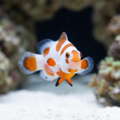 Alternative view of Tangerine Albino Storm Ocellaris Clownfish: Captive Bred