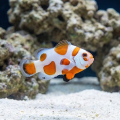 Tangerine Albino Storm Ocellaris Clownfish: Captive Bred
