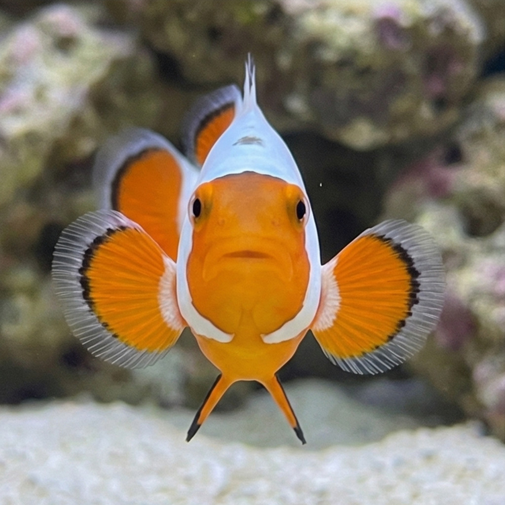 Tangerine Wyoming White Ocellaris Clownfish: Captive Bred - Image 2