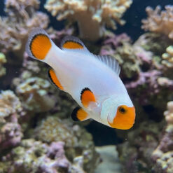 Tangerine Wyoming White Ocellaris Clownfish: Captive Bred