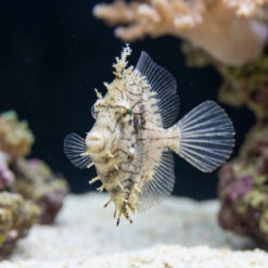 Alternative view of Leafy Filefish