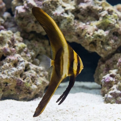 Teira Batfish (Platax teira) juvenile swimming head-down displaying elongated golden fins with dark stripes over white sandy reef aquarium