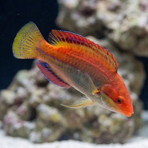Temmincki Fairy Wrasse