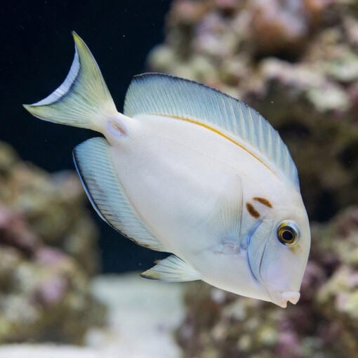 Tennenti Tang