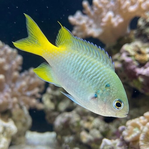 Ternate Chromis