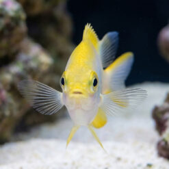 Alternative view of Staghorn Damsel: Yellow