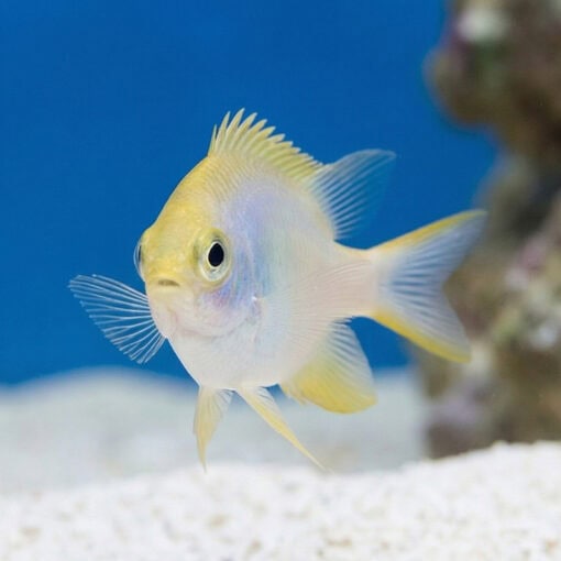 Staghorn Damsel: Yellow - Image 3