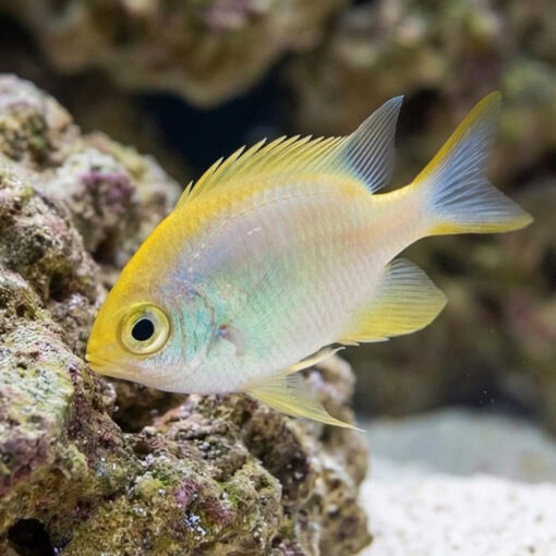 Staghorn Damsel: Yellow - Image 4