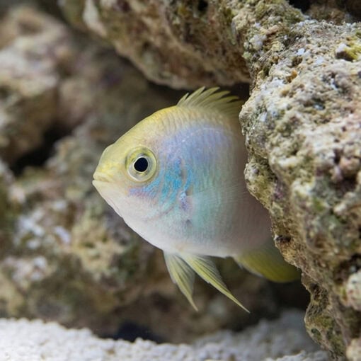 Staghorn Damsel: Yellow - Image 5