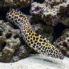 Tesselata Eel