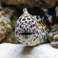 Alternative view of Tesselata Eel
