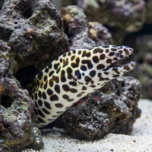 Tesselata Eel - Image 3