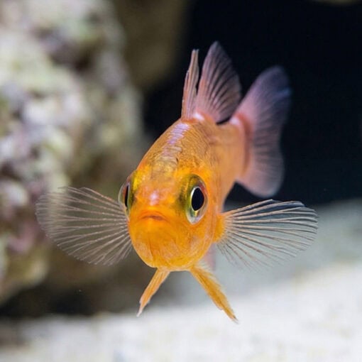 Blue-Stripe Cave Goby - Image 2