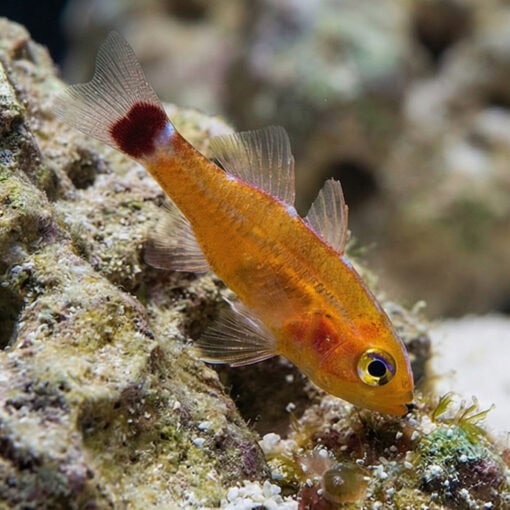 Blue-Stripe Cave Goby - Image 3