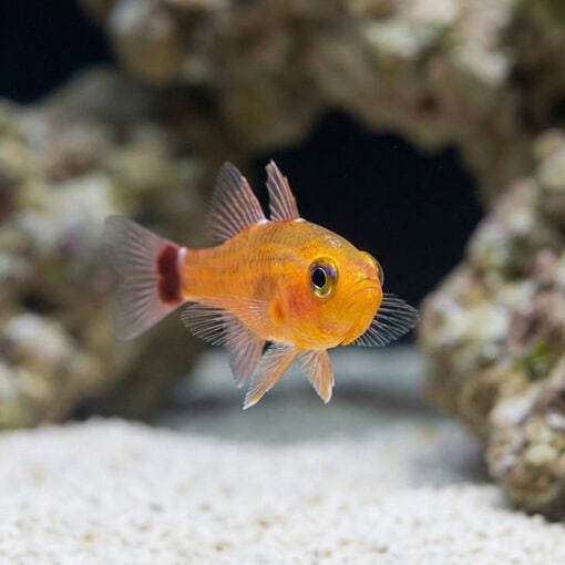 Blue-Stripe Cave Goby - Image 4