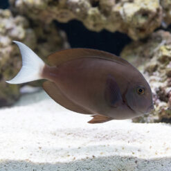 Thompson's Tang