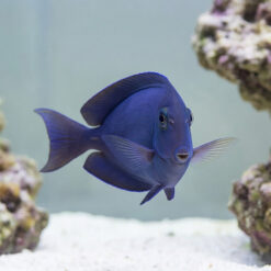 Alternative view of Thompson's Tang